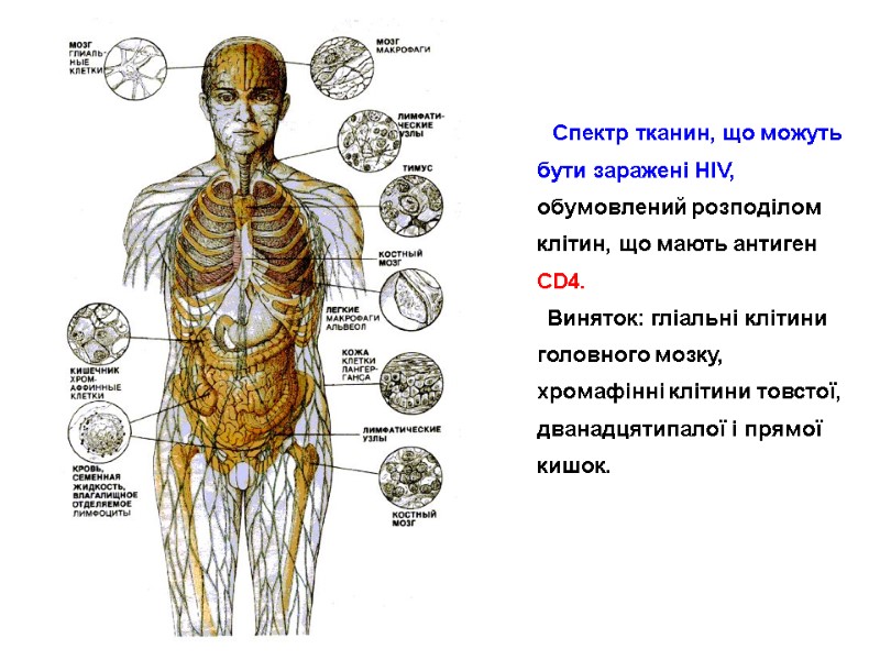 Спектр тканин, що можуть бути заражені HIV, обумовлений розподілом клітин, що мають антиген CD4.